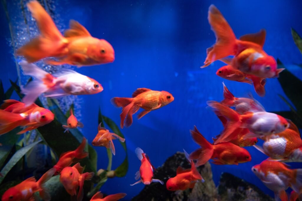 THE HEALING POWER OF PET FISH